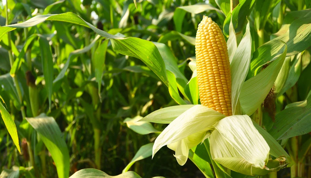 SS Global Tradewings Wings of Trade Sprite of Trust