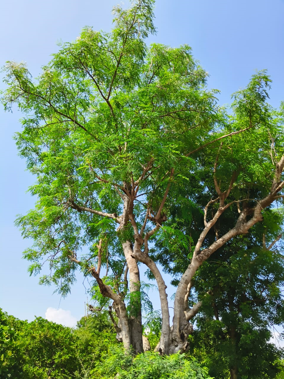 SS Global Tradewings Wings of Trade Sprite of Trust