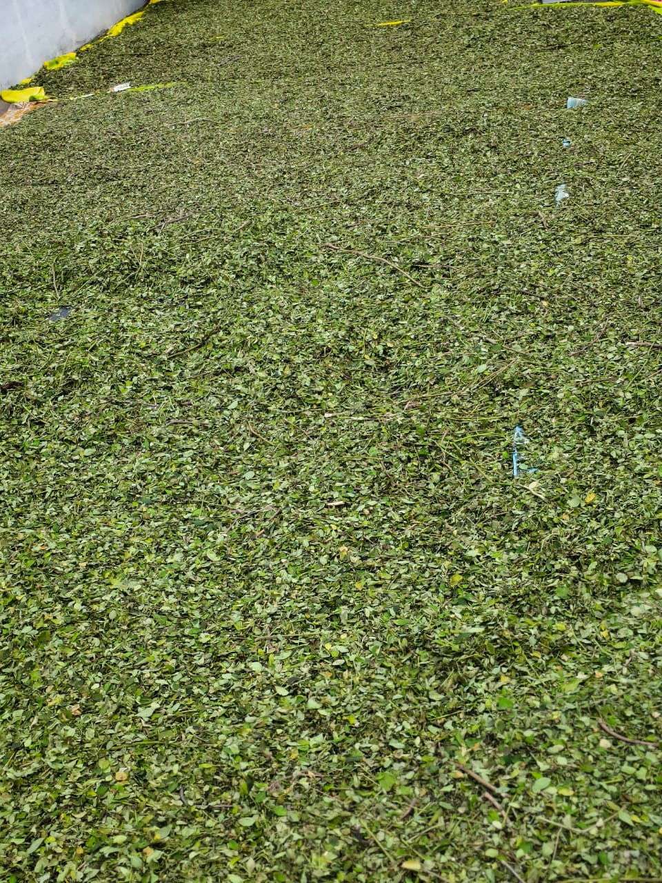 SS Global Tradewings Wings of Trade Sprite of Trust