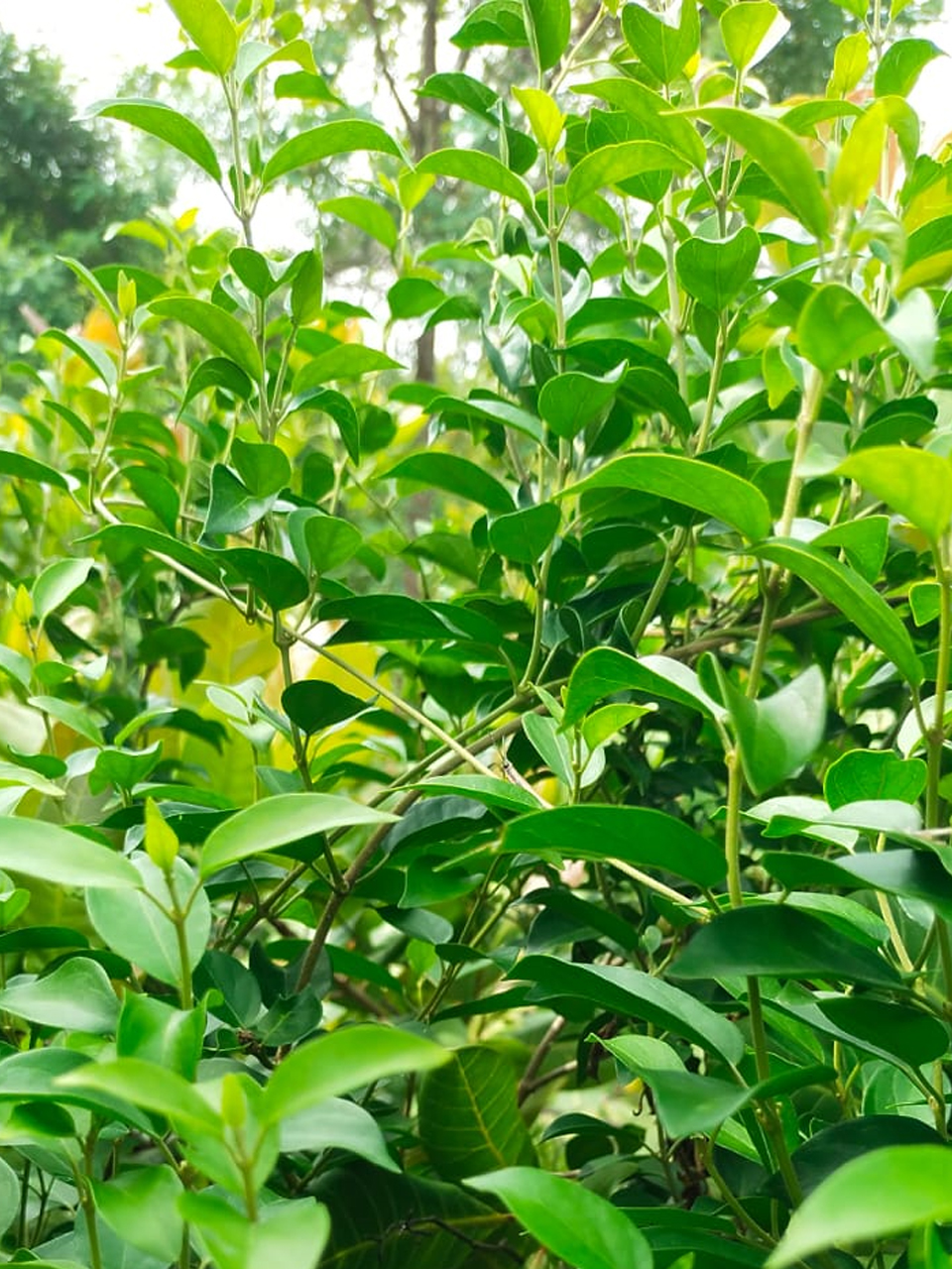 SS Global Tradewings Wings of Trade Sprite of Trust