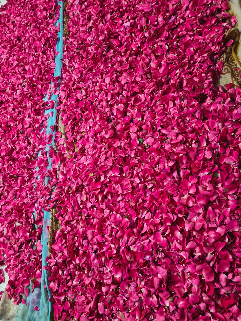 SS Global Tradewings Wings of Trade Sprite of Trust