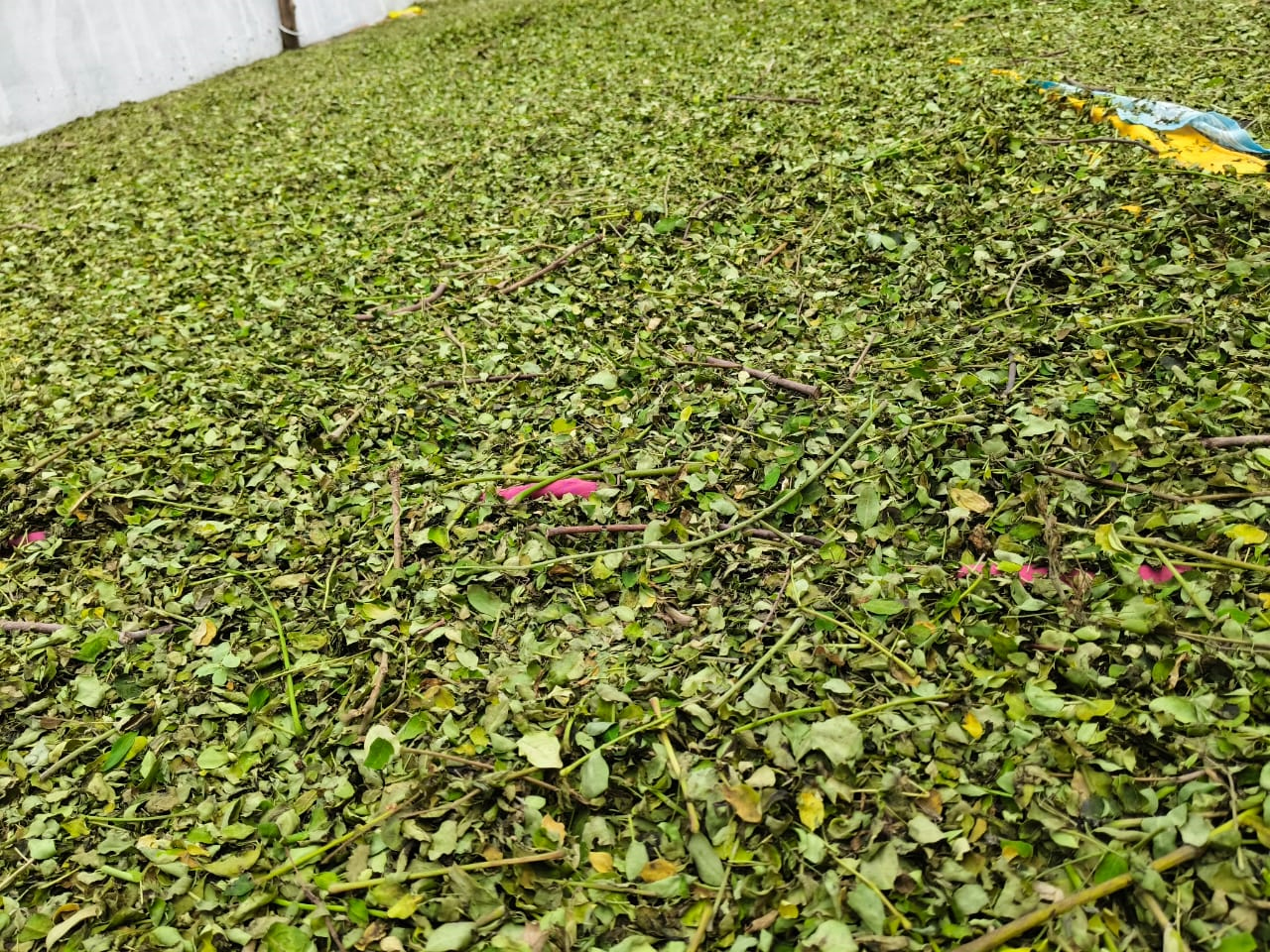 SS Global Tradewings Wings of Trade Sprite of Trust