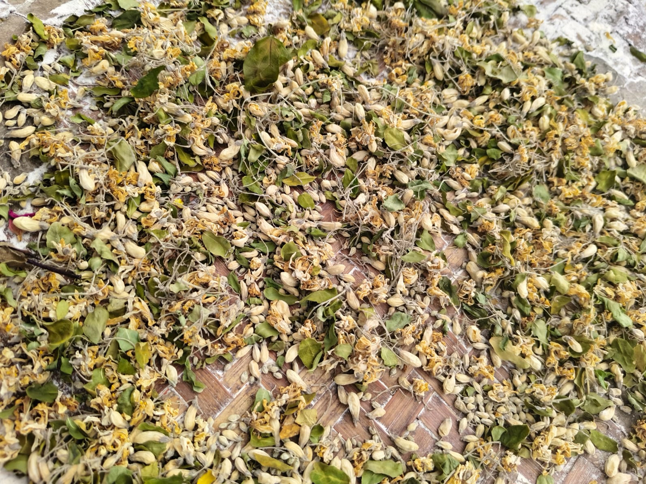 SS Global Tradewings Wings of Trade Sprite of Trust