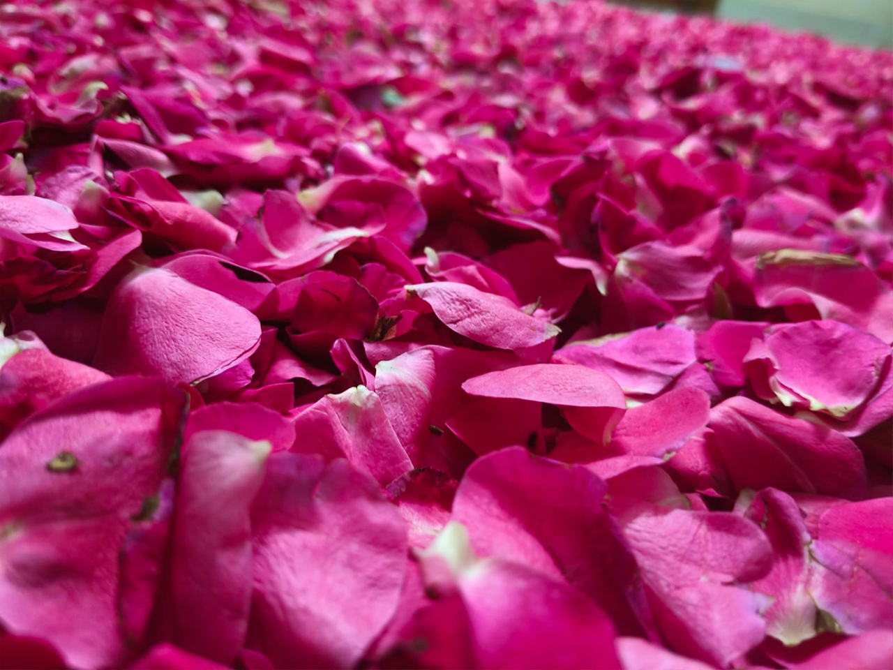 SS Global Tradewings Wings of Trade Sprite of Trust