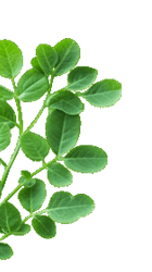 SS Global Tradewings Wings of Trade Sprite of Trust