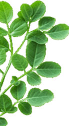 SS Global Tradewings Wings of Trade Sprite of Trust