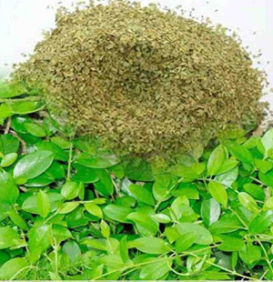 SS Global Tradewings Wings of Trade Sprite of Trust