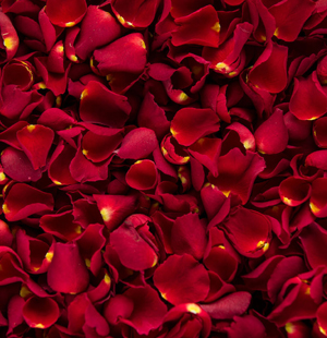 SS Global Tradewings Wings of Trade Sprite of Trust