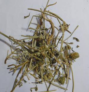 SS Global Tradewings Wings of Trade Sprite of Trust