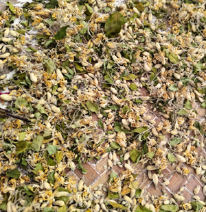 SS Global Tradewings Wings of Trade Sprite of Trust